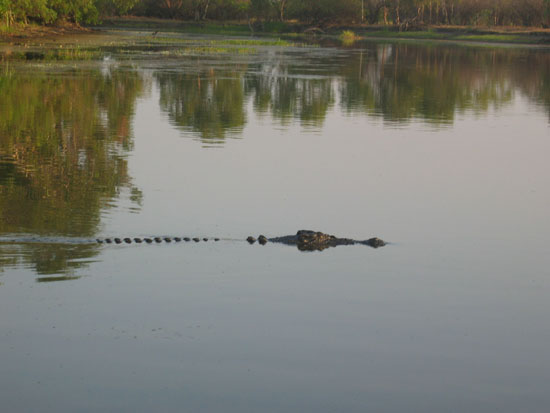 crocodile d eau douce - fresh water crocodile (2)